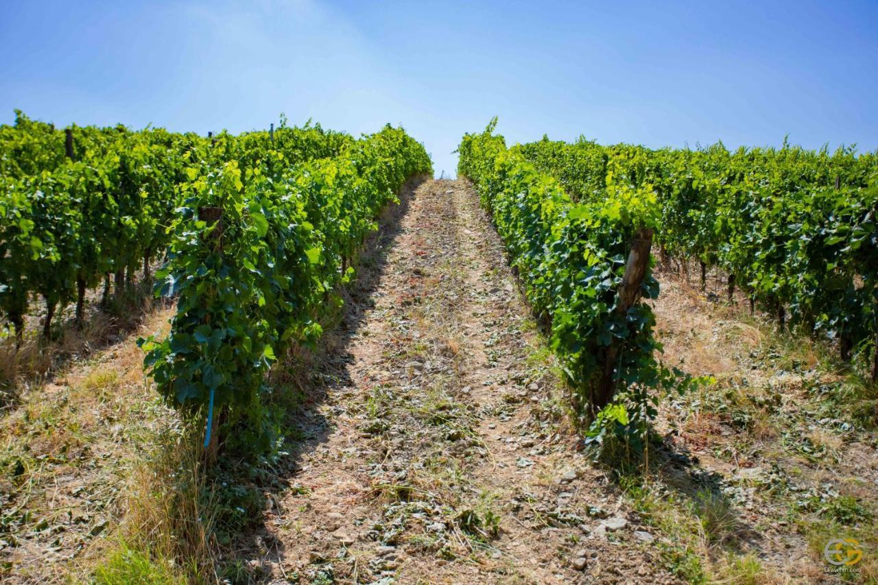 Terre Di Melazzano - Le Di Patrizia Greve in Chianti